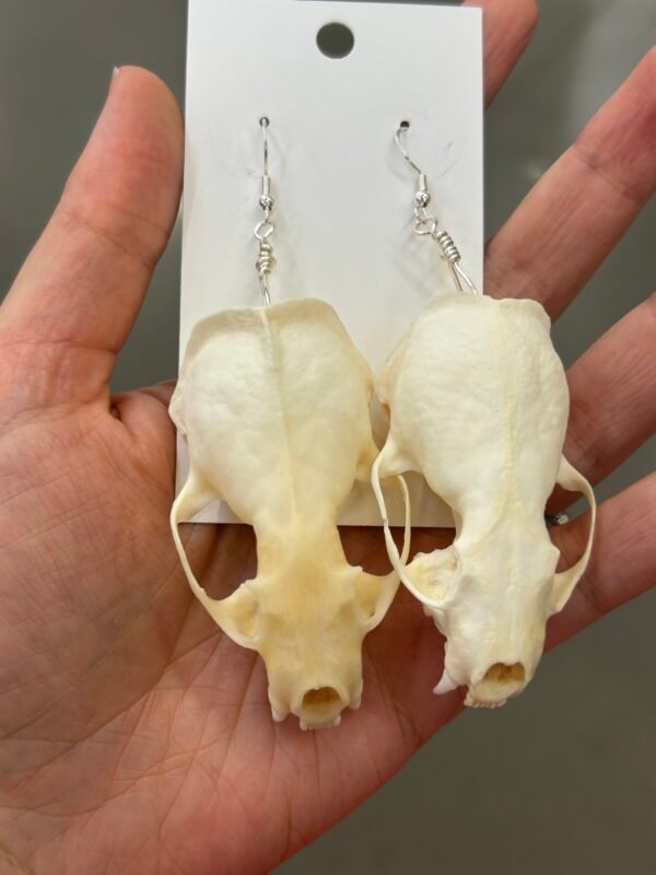 Skull Earrings